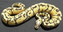 Thunder Super Pastel