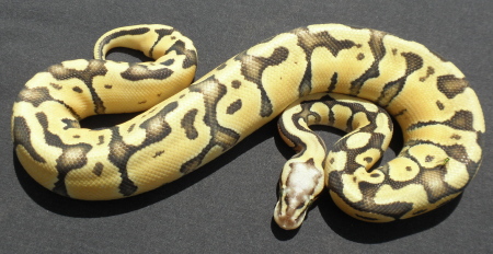 Thunder Super Pastel