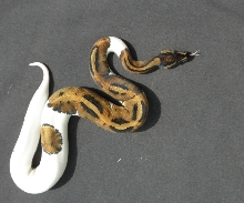 Male Pied 11122