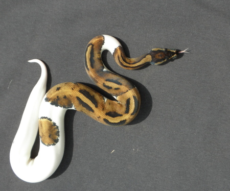 Male Pied 11122
