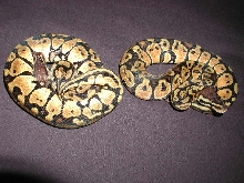 pastel pair