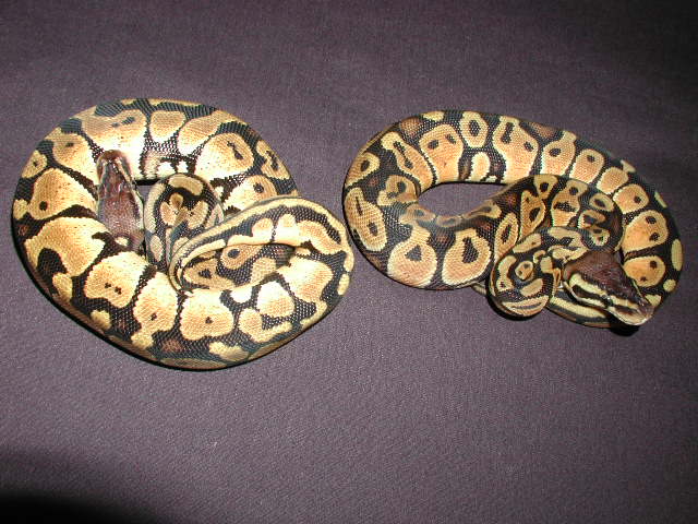 pastel pair