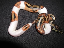 Pied-02M-05