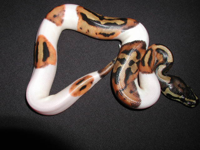 Pied-02M-05