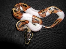 Pied-06M-05