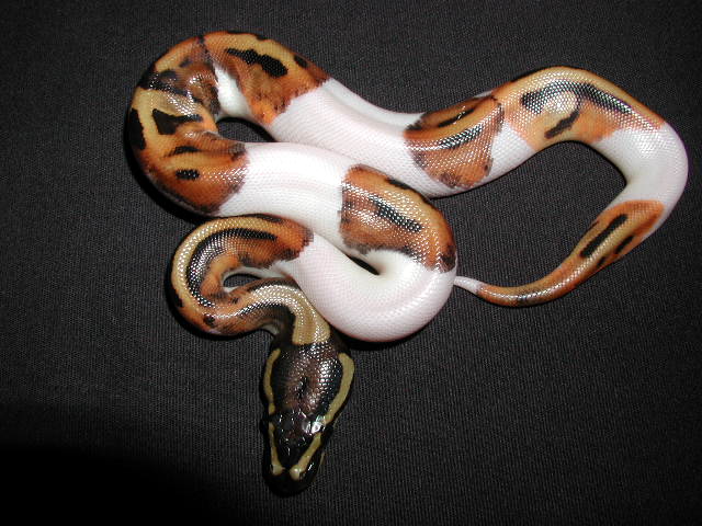 Pied-06M-05