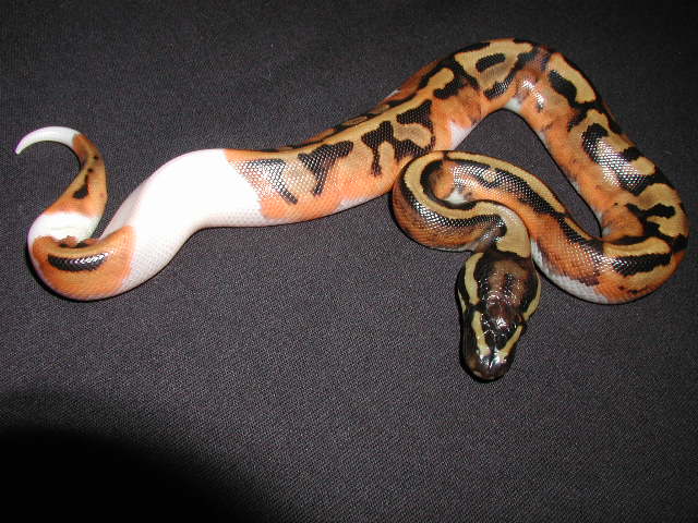 Pied-07M-05