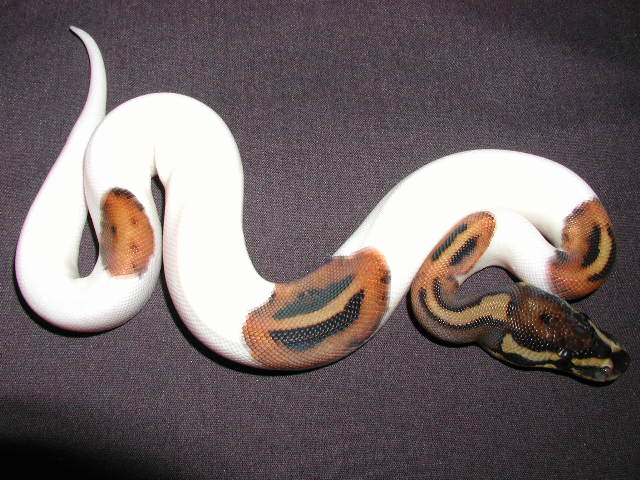 Pied-11F-05