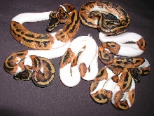 6 Pieds