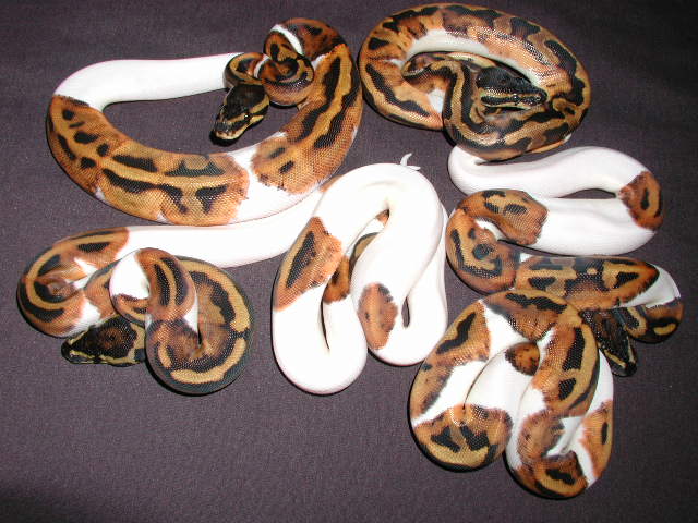 6 Pieds
