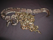 Daddy Kalabash with Babies