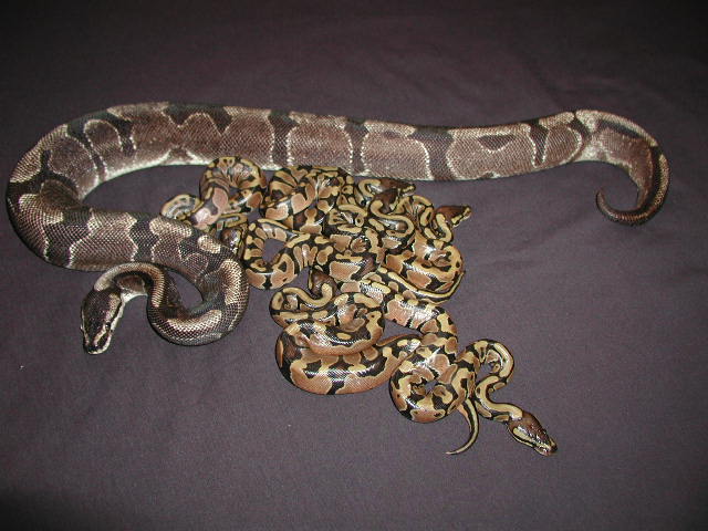 Daddy Kalabash with Babies