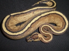 Superstripe female 2010