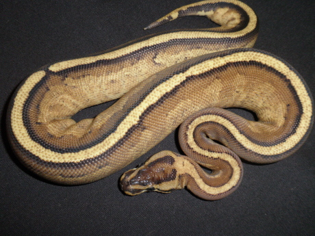 Superstripe female 2010