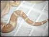 T  or Lavender Albino