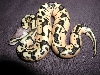 Thunder Pastel