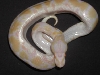 Albino Pastel Jungle #2
