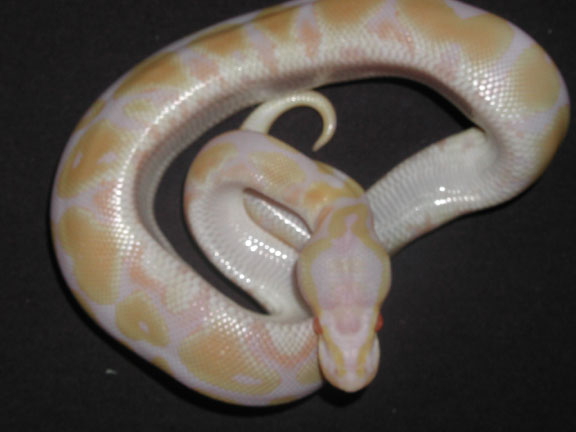 Albino Pastel Jungle #2