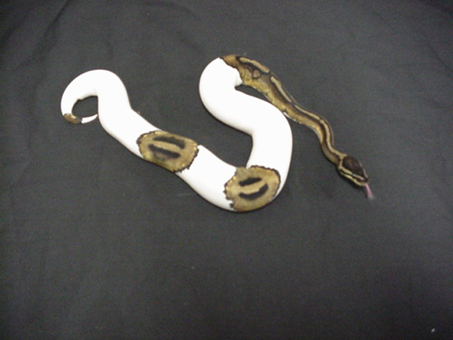 2001 high white female piebald