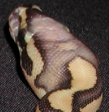 What am I?