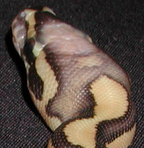 What am I?