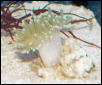 Saltwater - Austin Aquariums