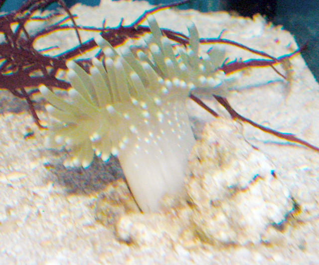 Saltwater - Austin Aquariums