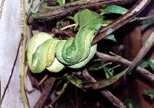 green python