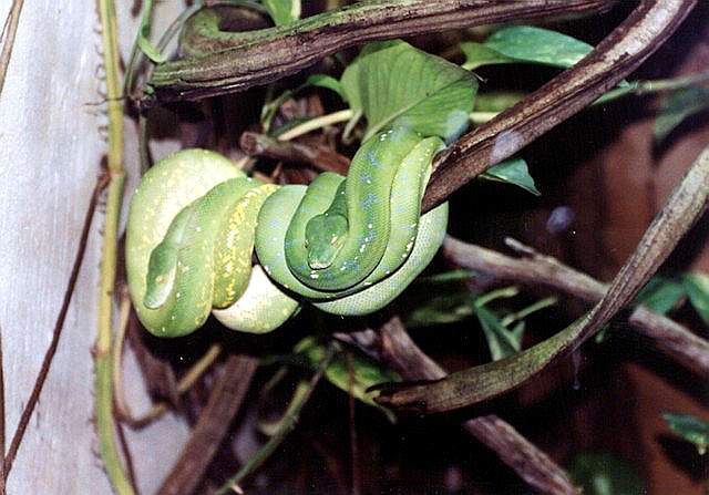 green python