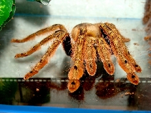 Stromatopelma calceatum