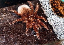 t.blondi