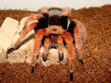 Brachypelma boehmei