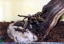 g.rosea
