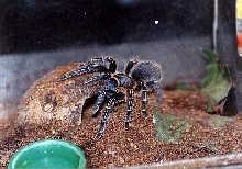 a.seemanni
