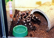 a.geniculata