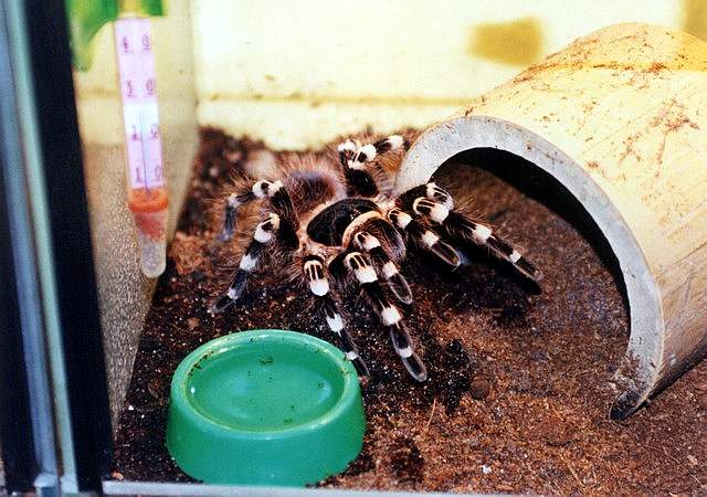a.geniculata