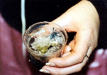 a.versicolor