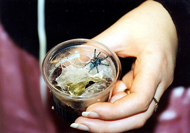 a.versicolor