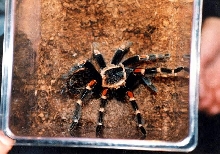 b.auratum