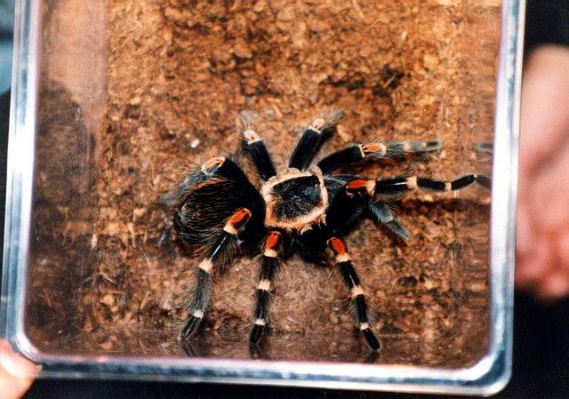 b.auratum