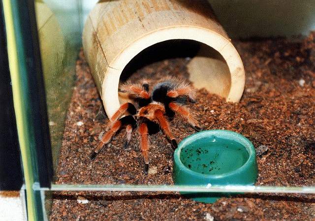b.boehmei