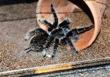 b.albopilosa
