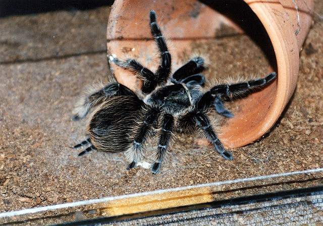 b.albopilosa