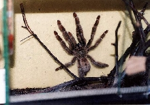 p.cambrigdei