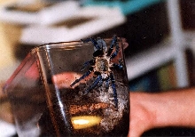 h.lividum