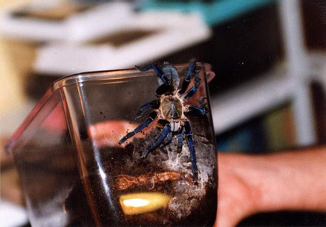 h.lividum