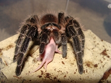 L.parahybana