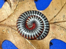 Aulacobolus rubropunctatus (Vietnam,Laos,Kambod¿a)