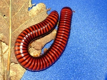 Aphistogoniulus corallipes(Madagaskar)