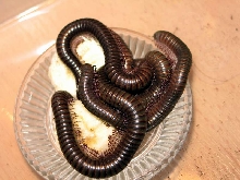 Teledoinopus aoutii(Kenia)